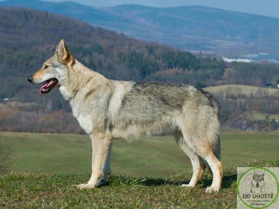 The Black Sea Wolfdog Giny